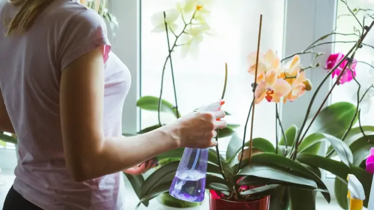 Postavte ho vedľa orchidey a bude sa radovať vo farbách. Najlepšia záchrana po zime