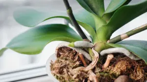 Čo je potrebné pridať, aby vaše orchidey boli krásne kvitnúce.