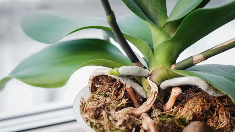 Čo je potrebné pridať, aby vaše orchidey boli krásne kvitnúce.