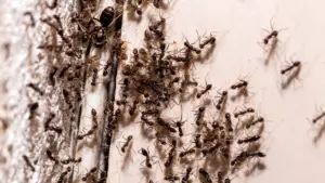 Nalejte ho do Anthill. Začnú sa množiť, keď vymrhujú.