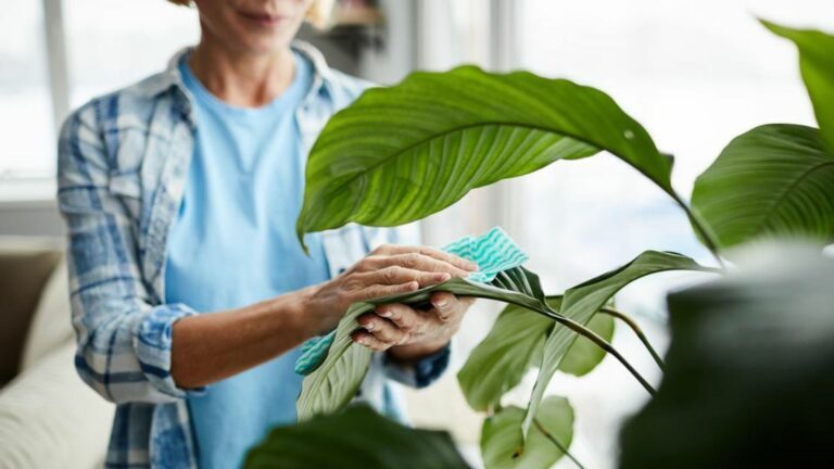 V apríli pripravujem túto kašu z listov monštier a orchideí. Kvety určite začali vyzerať lepšie a predovšetkým začalo rásť zdravšie a rýchlejšie.