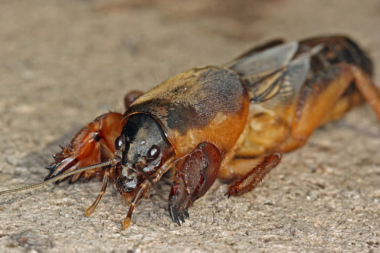 Dĺžka dosahuje až 10 cm. Reagujte, keď si všimnete niečo v záhrade
