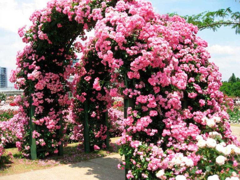 Kučeravé ruže na Pergola. Tu je návod, ako vytvoriť romantické rohy.