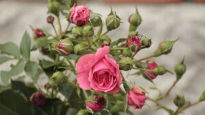 Ak s týmto riešením zalievate ružu raz mesačne, kvitnú bohato.