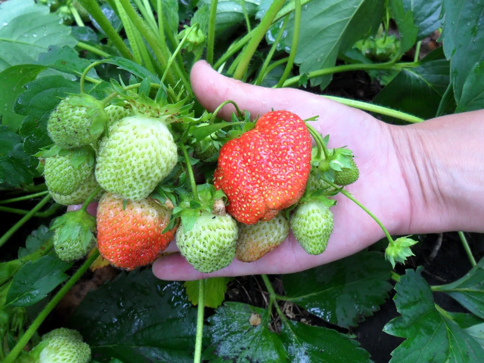 Jahody budú rásť ako buriny: Agronóm odhalil tajomstvá jarného oplodnenia