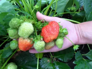 Jahody budú rásť ako buriny: Agronóm odhalil tajomstvá jarného oplodnenia