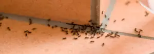 Tak ľahké! Vďaka tomuto truku zostáva mravec vonku.