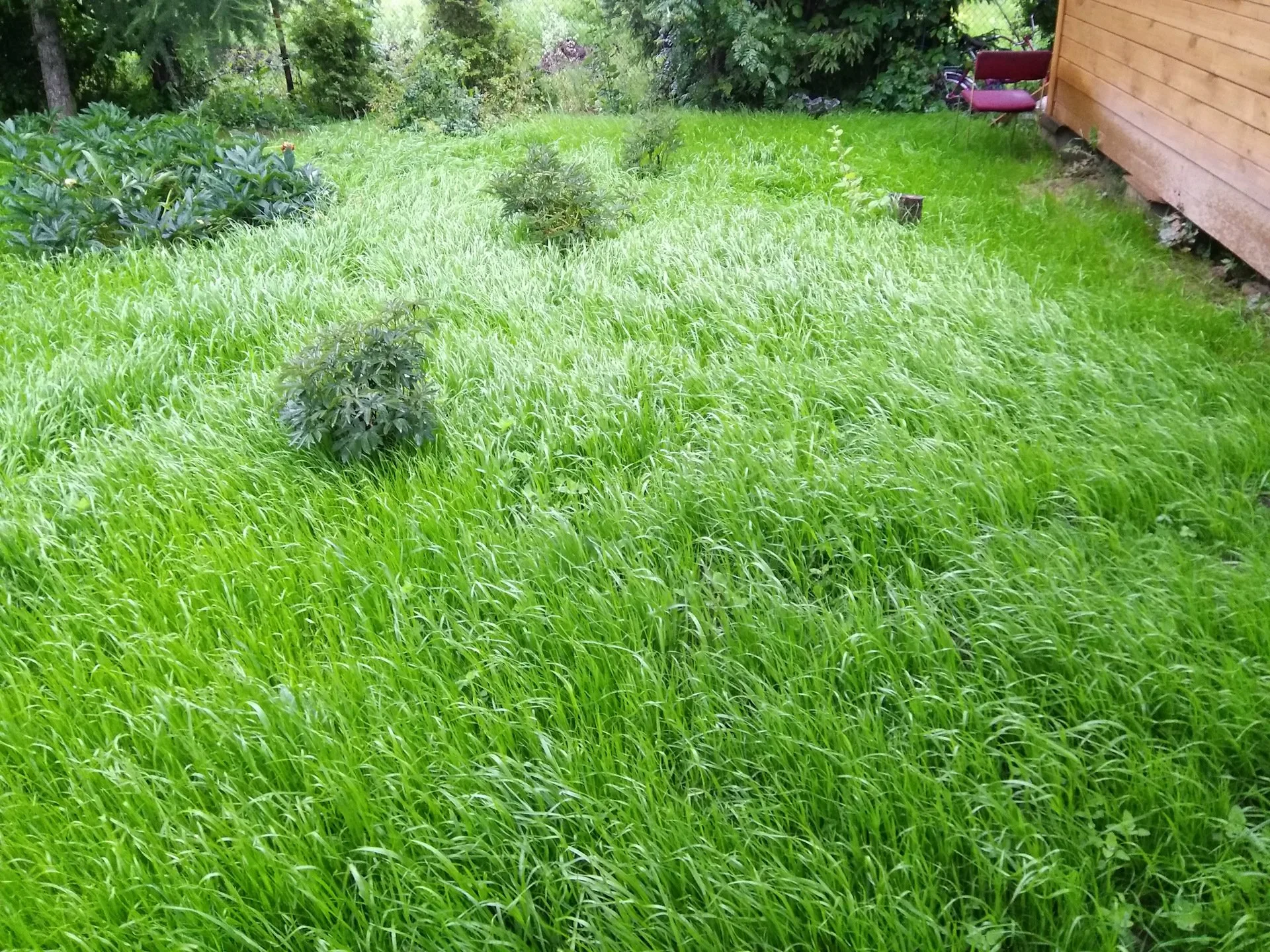 Toto najobľúbenejšie hnojivo, ktoré sa označuje ako zázračný liek na mach, môže zničiť váš trávnik.