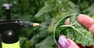 10 g na 1 liter - vošky za minútu zomrite: ríše kvitnú a začnú cítiť a škodcovia zmiznú.