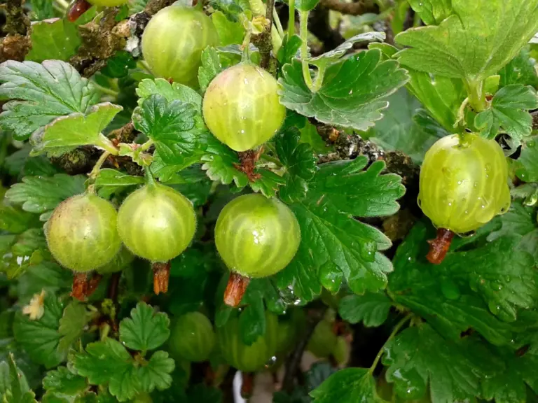 Namiesto toho, aby ste to hádzali, rozliate ho pod Gooseberry. V sezóne bude pokrytá ovocím.