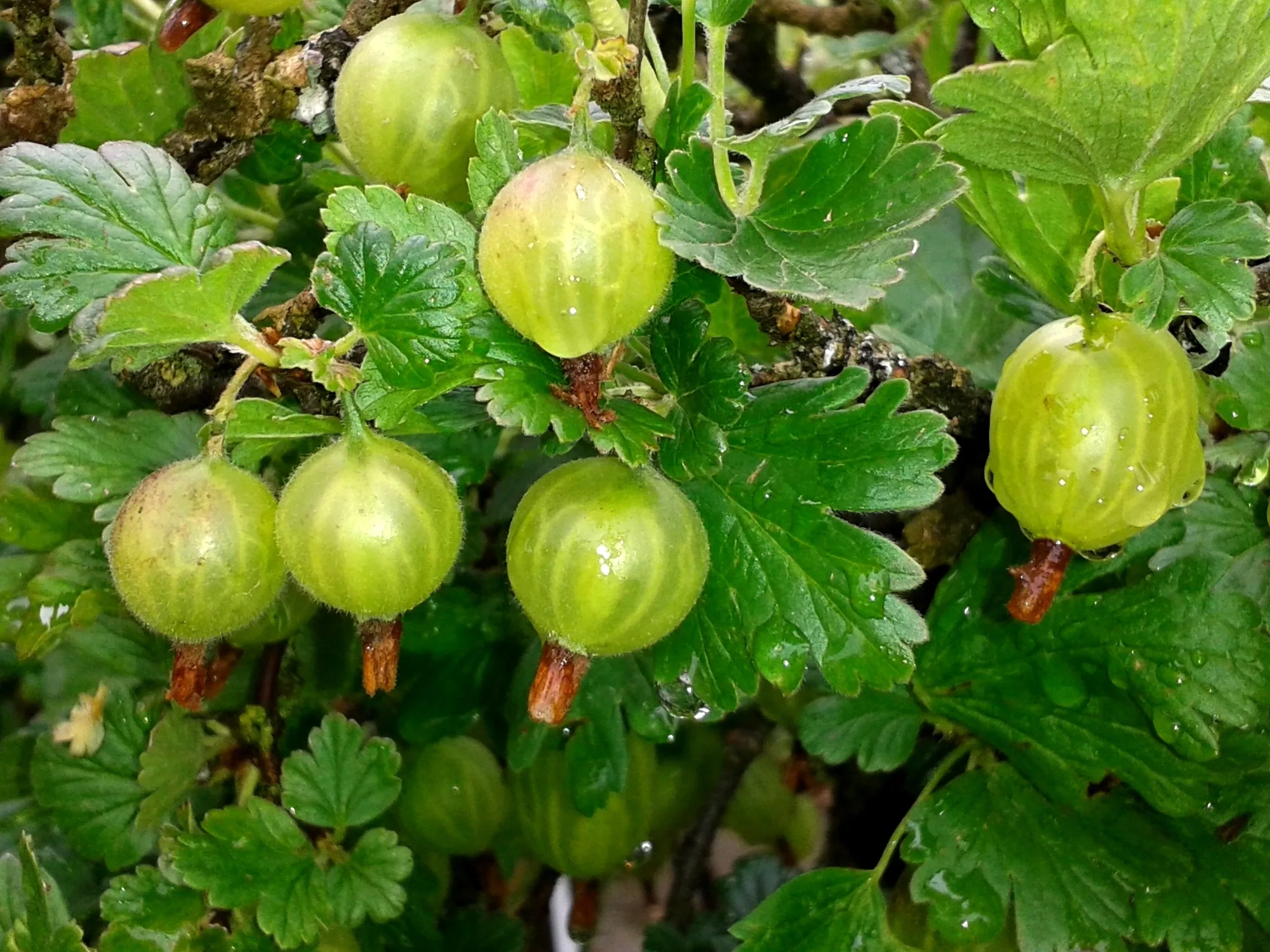 Namiesto toho, aby ste to hádzali, rozliate ho pod Gooseberry. V sezóne bude pokrytá ovocím.