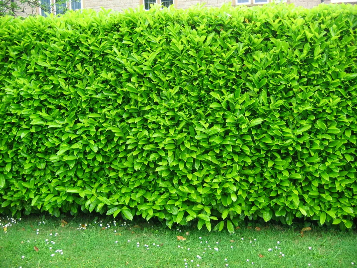 Je to ideálna alternatíva k tradičnému živému plotu. Rastie rýchlym tempom