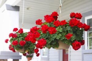 Ako zabezpečiť, aby kvitnú geranium v ​​interiéri: Tipy skúsených záhradníkov
