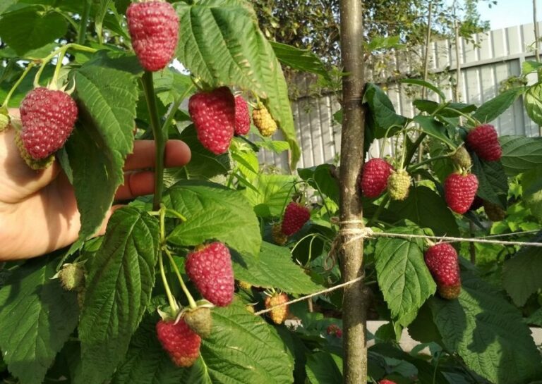 Najdôležitejšia liečba, ktorá sa má vykonať na jar. Maliny sa budú bohato vyrábať.