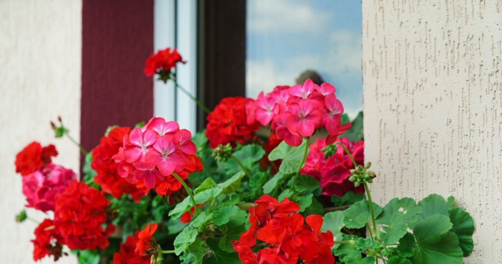 Namiesto toho, aby ste vyhodili, ošetrujte geranium. Každý sused závidí vaše kvety