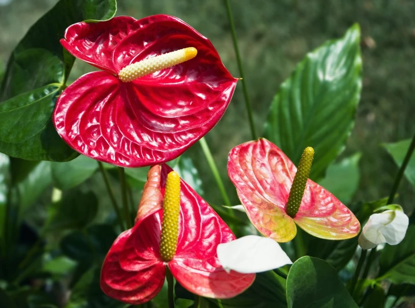 Anthurium môže rozkvitnúť ako blázon. Toto hnojivo je dostatočné pre niekoľko korún.