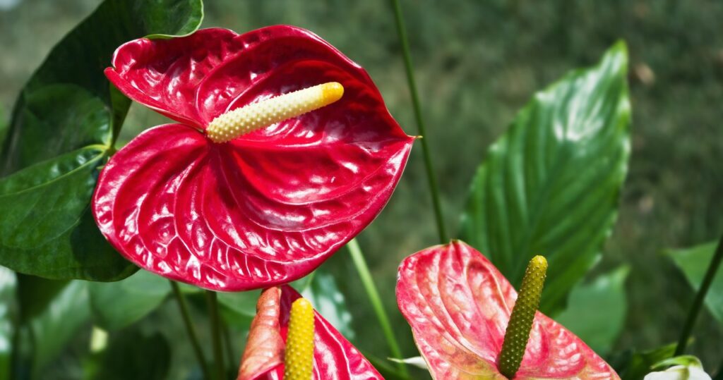 Anthurium môže kvitnúť ako blázon. Toto hnojivo stačí pre haliere