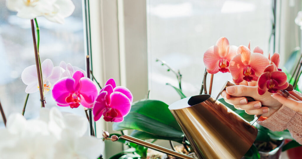 Nekvitnú ani v kvetinách. Orchidy s ním zavlažujte a utopia sa v kvetoch