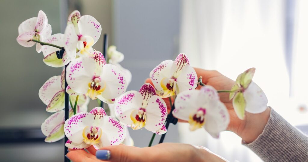 Orchidey budú strieľať kvety ako praky. Všetko, čo musíte urobiť, je ich zalievať