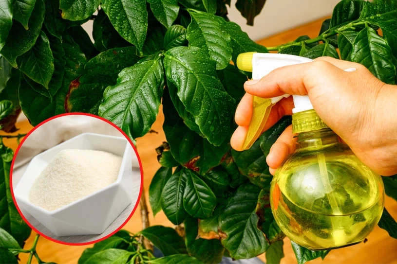 Pripravte si toto hnojivo na monštrum. Potrebujete iba 2 ingrediencie a listy budú ešte väčšie.