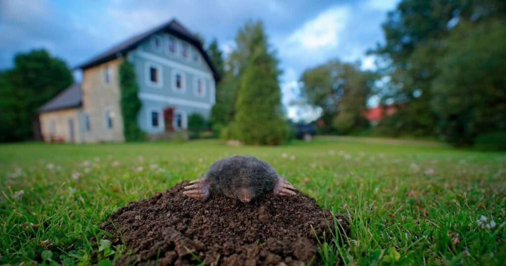 Jedna rastlina stačí na spustenie krtkov a kliešťov. Bojia sa jej ako oheň