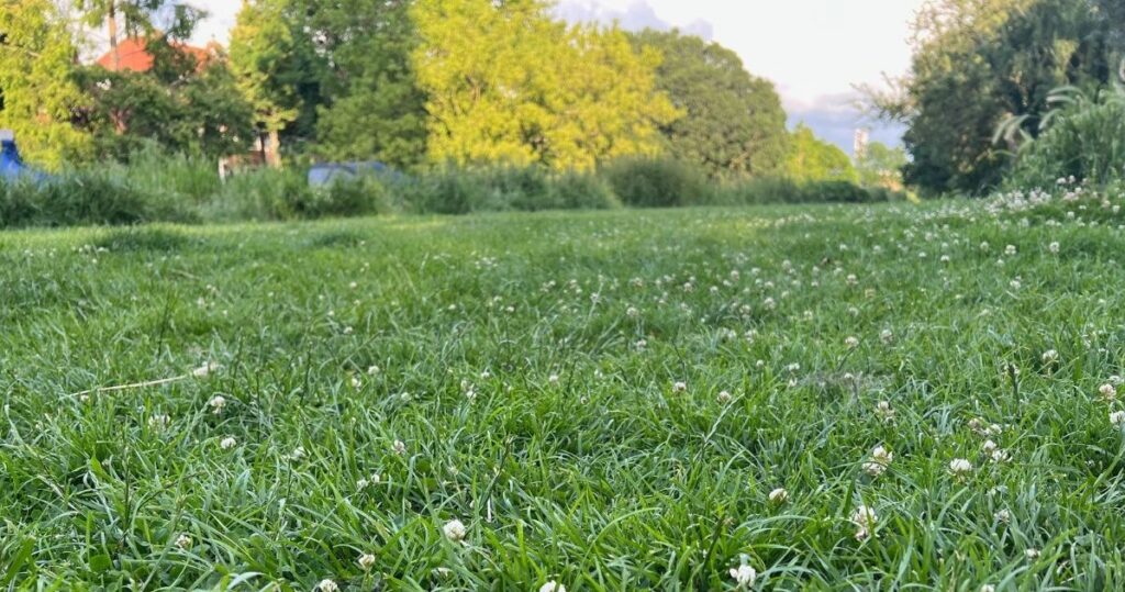 Zbavíte sa buriny bez poškodenia trávnika. Záhrada bude vyzerať perfektne