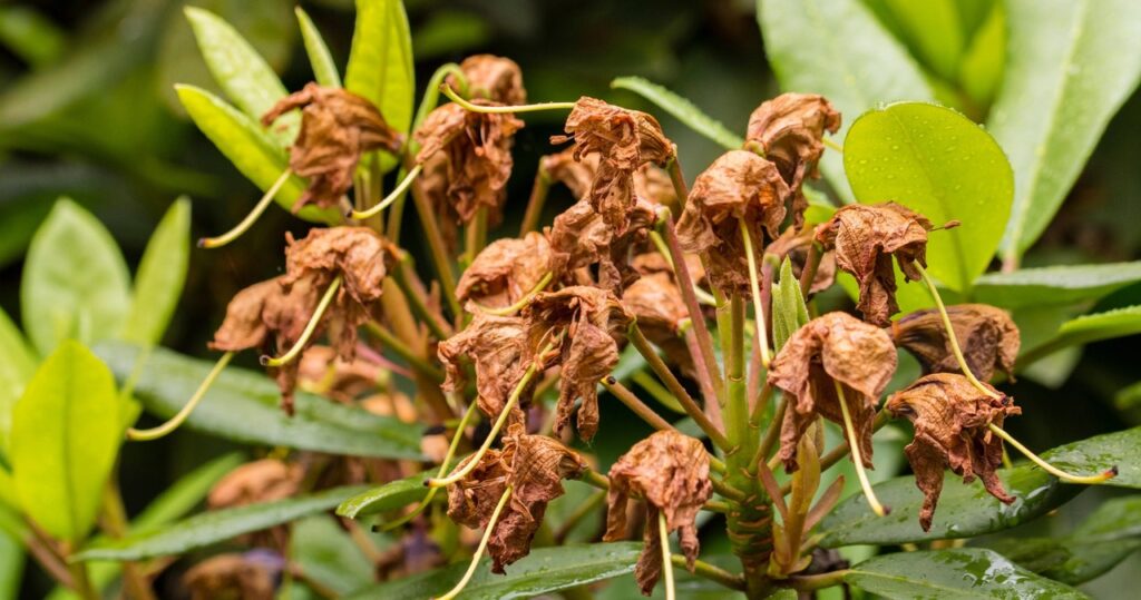 Rhododendry vybledol? Teraz na tento postup nemôžete zabudnúť