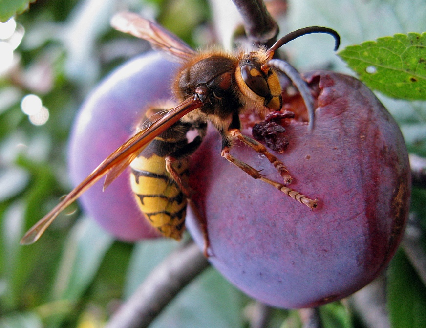 Krásne, ale zradné! Lilac môže priťahovať Hornets do vašej strechy