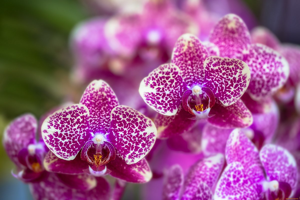 Vaša orchidea už nekvitne? Tu je trik, ktorý jej pomôže opäť kvitnúť.