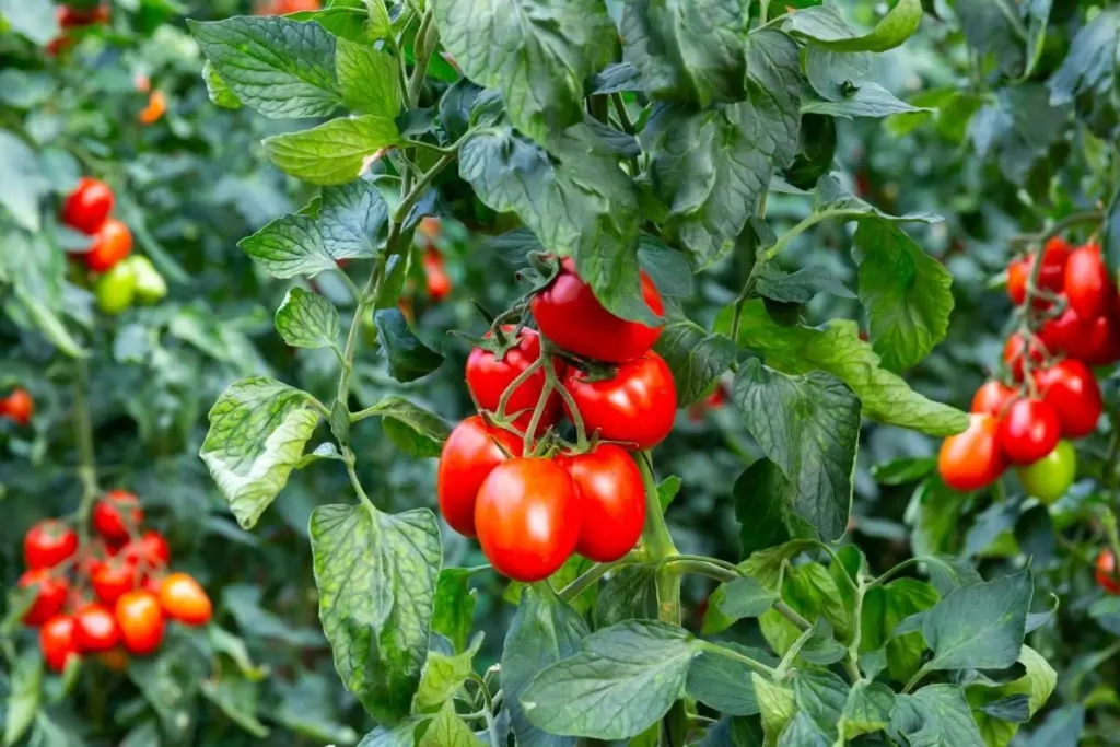 Čo pridať do diery pri výsadbe paradajok a papriky - rada mojej babičky