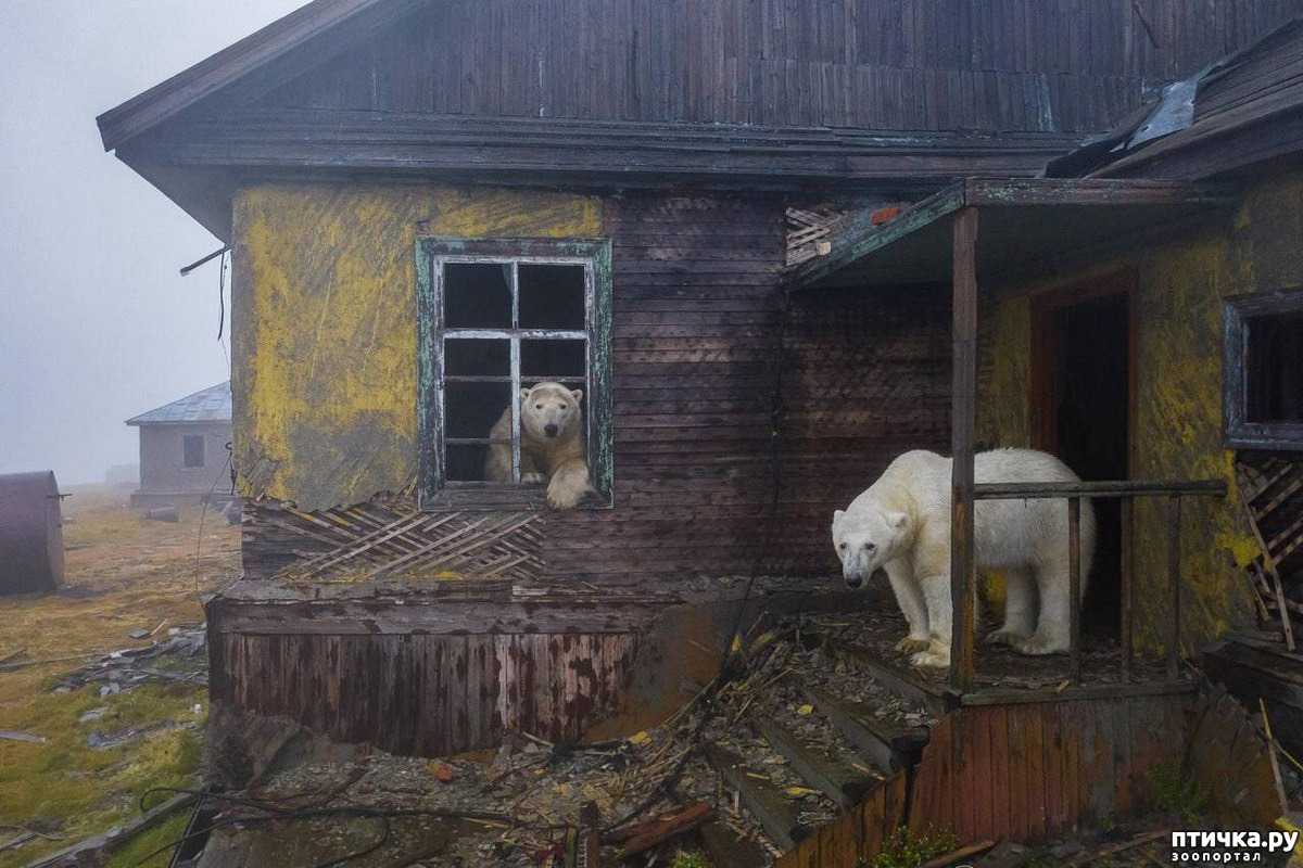 Najväčší predátor na svete loví ľudí. „Dostáva sa do domov.“