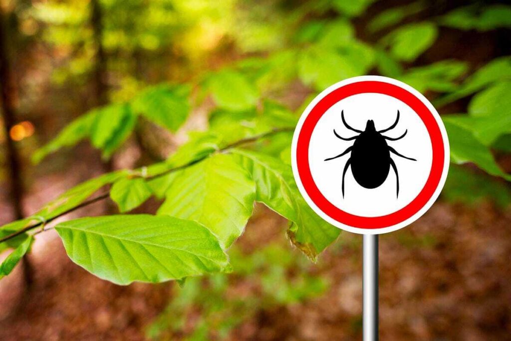 Žiadny ocot, žiadne insekticídy: toto je spoľahlivý spôsob, ako sa nadobro zbaviť roztočov vo vašej záhrade.