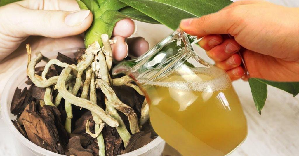 Namočte orchidey v tomto roztoku raz týždenne. Listy budú flexibilnejšie a čerstvejšie a na výhonkoch sa objavia nové púčiky.