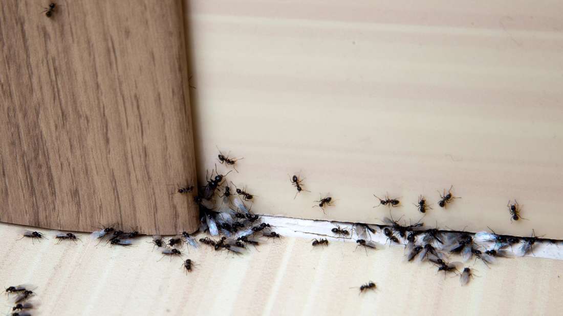 Anthole masť - zaujímavý domáci liek, ktorý spoľahlivo bojuje nežiaducich hostí