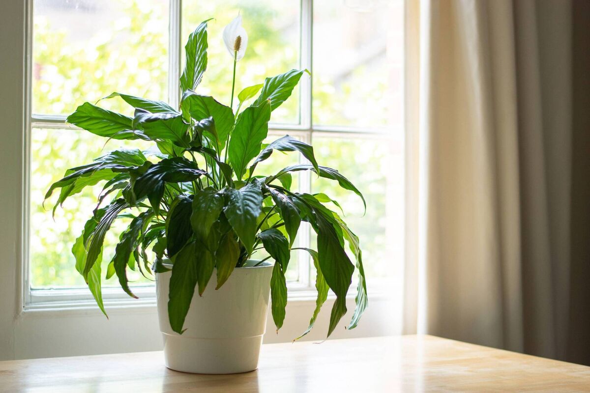 Stačí 1 čajová lyžička, aby spathiphyllum krásne zakvitlo. Vďaka tejto zložke bude kvetináč plný bielych kvetov. Domáce hnojivo pre spathiphyllum