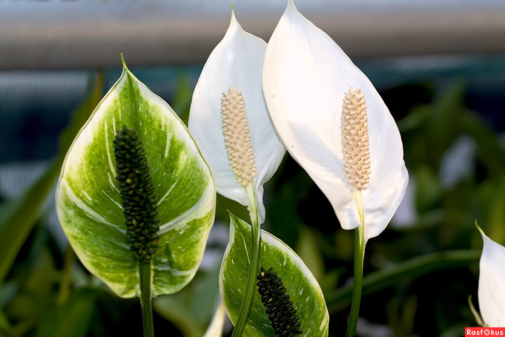 Stačí 1 čajová lyžička, aby spathiphyllum krásne zakvitlo. Vďaka tejto zložke bude kvetináč plný bielych kvetov. Domáce hnojivo pre spathiphyllum