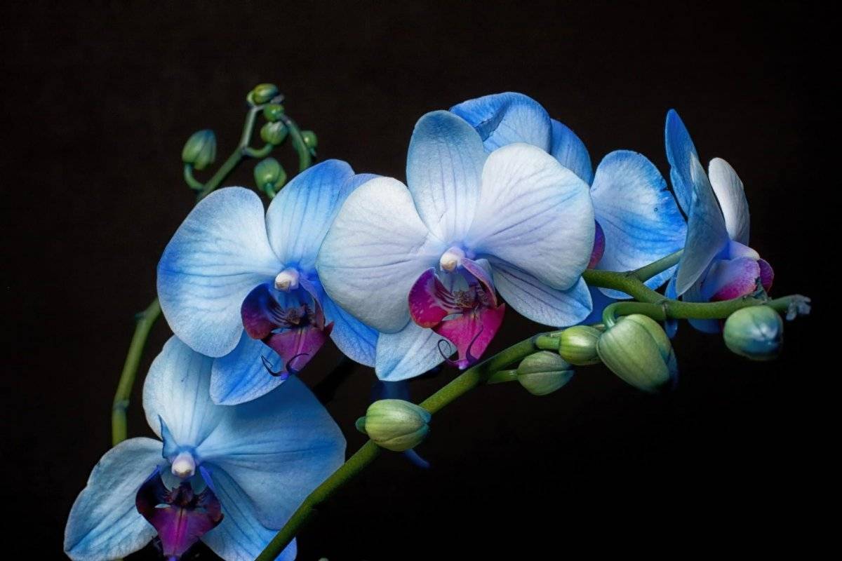 Nalejte pol čajovej lyžičky do kvetináča s orchideou a rastlina opäť zakvitne.