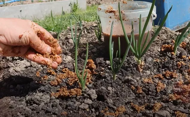 V máji som posypal kvetinové lôžko a cibuľové muchy sa neobjavili celé leto: celú sezónu nebolo žiadne žlté perie