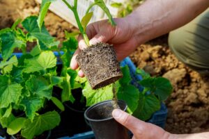 Tento spôsob pestovania uhoriek poskytuje najrýchlejšiu úrodu. Je ľahké a lacné