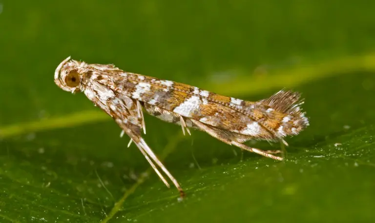zubar litomysl