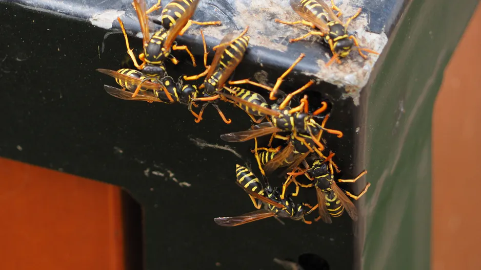Takto ich priťahujete. Pôsobí ako magnet WASP.