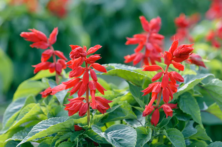 Určite lepšie ako Geranium. Najväčšie teplo prežije.