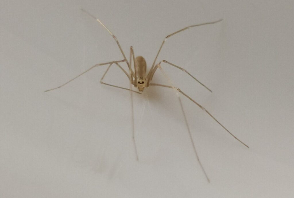 Je malý, ale živí švábmi, muchy a pavúky, ktoré sú väčšie ako on. Je to užitočné v každej domácnosti.