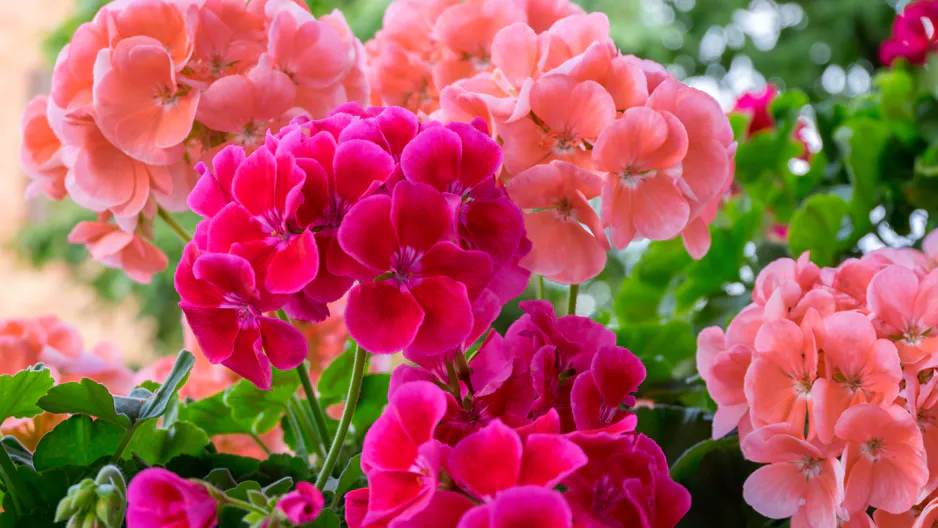 Určite lepšie ako Geranium. Najväčšie teplo prežije.