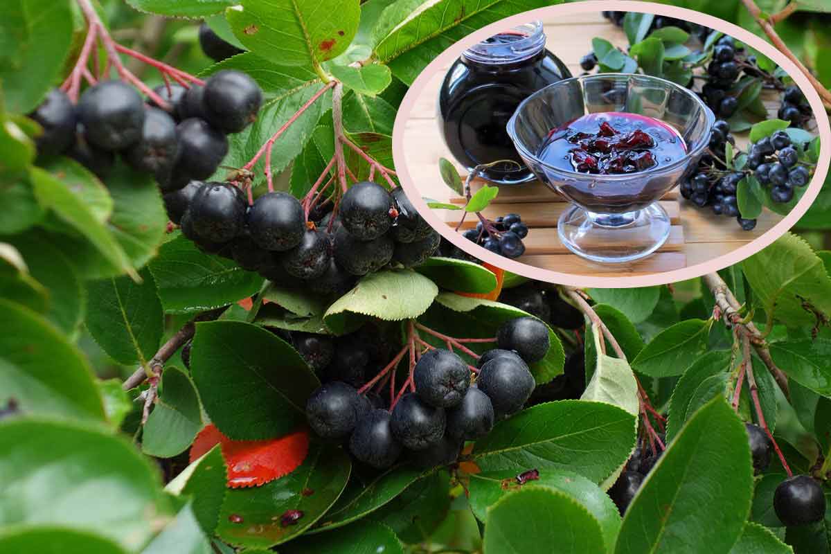 Čierne zlato: ovocie bohaté na vitamíny, ktoré reguluje hladinu cukru v krvi a krvný tlak