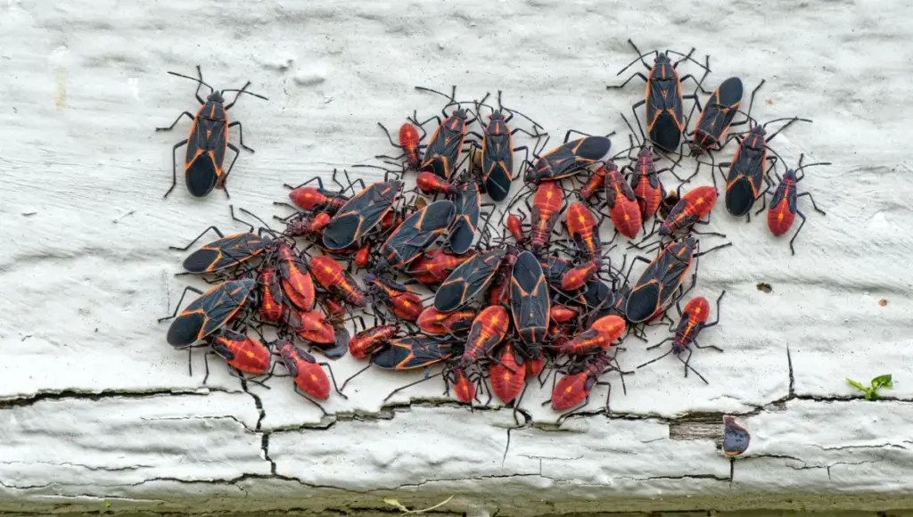 Maple Beetle: Rastlina, ktorá môže odradiť tohto škodcu z vášho domu
