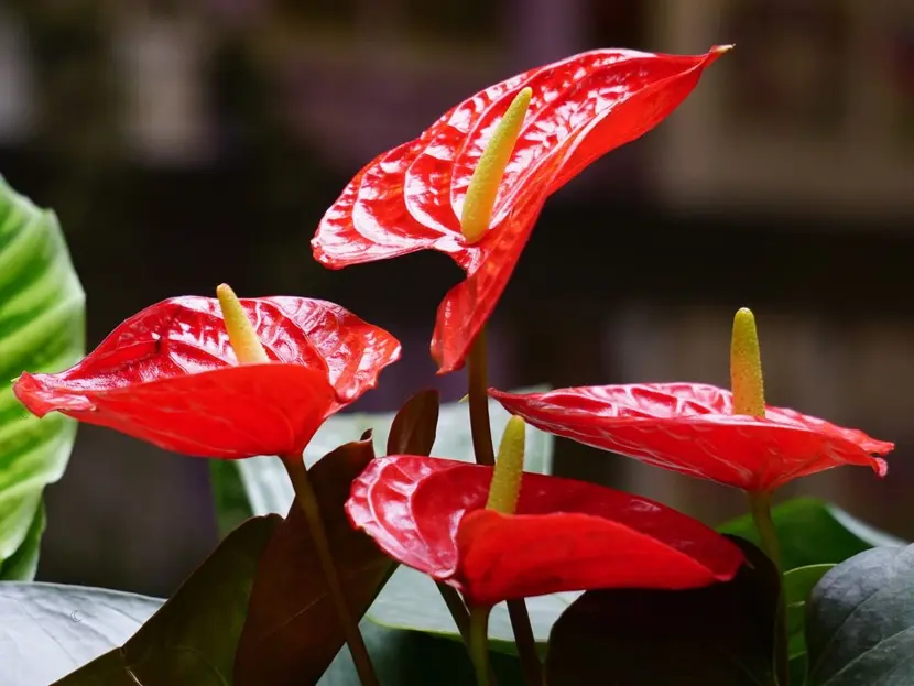Ako oživiť choré anthurium: 3 spoľahlivé triky, vďaka ktorým kvitne váš „horiaci kvet“ s farbami a listami.
