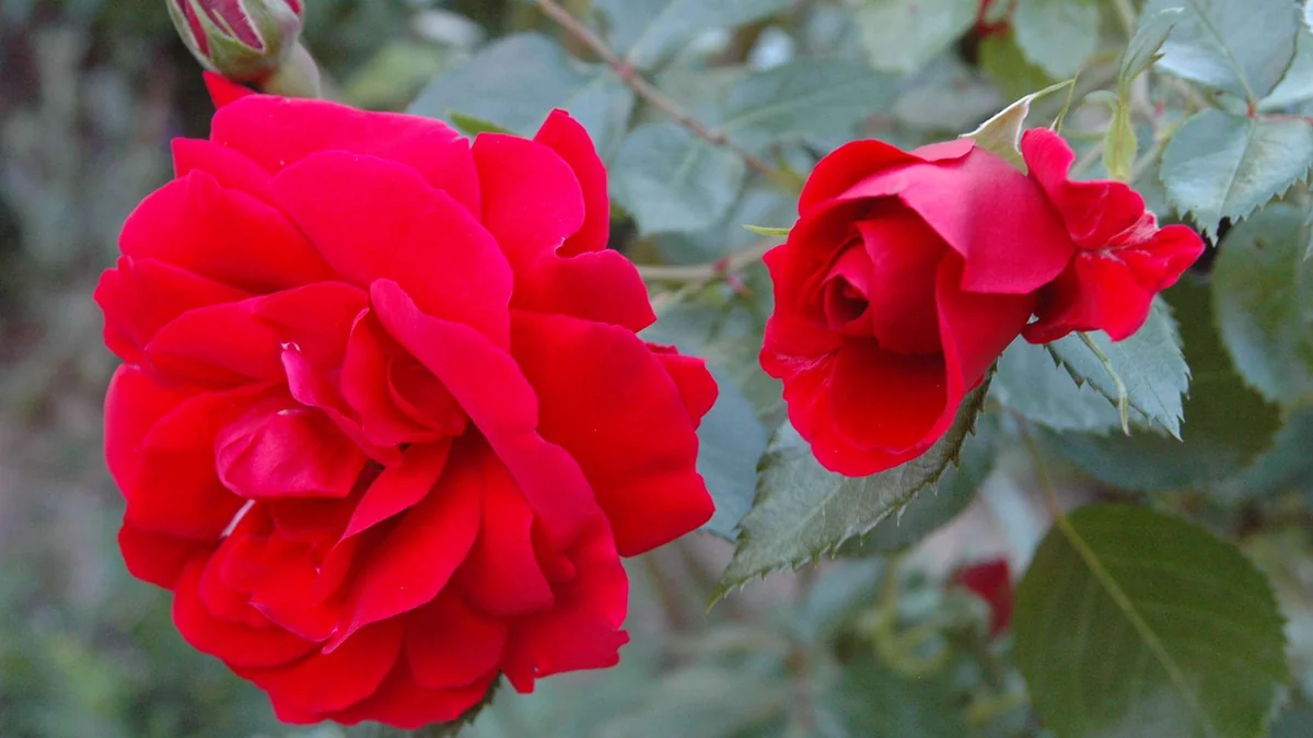 Prírodný kondicionér s ružovým extraktom. Kvitnú ako nikdy predtým.