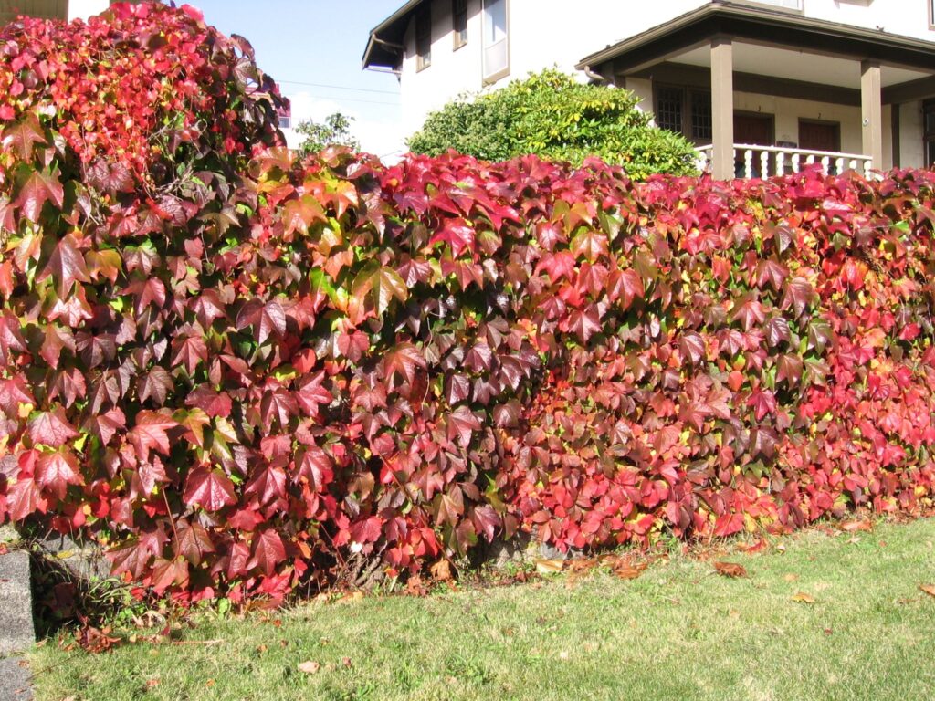 Grapevine na plote môže spôsobiť problémy susedom