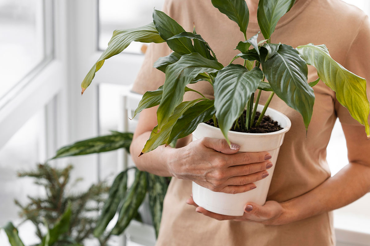 Stačí 1 čajová lyžička, aby spathiphyllum krásne zakvitlo. Vďaka tejto zložke bude kvetináč plný bielych kvetov. Domáce hnojivo pre spathiphyllum